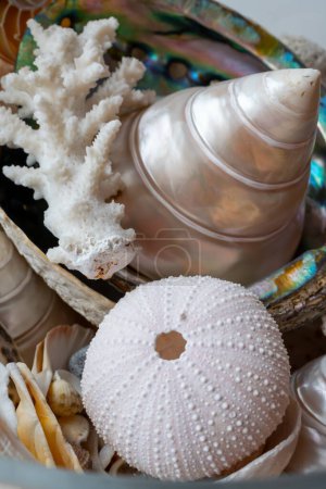 Schöne Sammlung von verschiedenen tropischen Muscheln weiße Perle Trochus Tectus niloticus, Korallen, Nahaufnahme