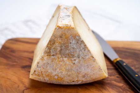 Piece of hard Ciambella Trufilo cheese made with summer truffel from Piedmontese cow milk in Langa area, Italy