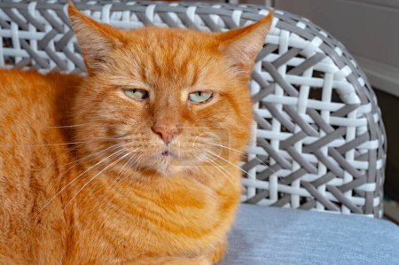 Big old ginger cat with long whiskers sitting on chair close up