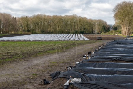 Agriculture aux Pays-Bas, champs d'asperges blanches recouverts de film plastique au printemps, photo de paysage, Brabant-Septentrional