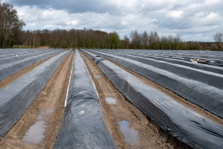Landwirtschaft in den Niederlanden, weiße Spargelfelder im Frühling mit Plastikfolie bedeckt, Landschaftsbild, Nordbrabant