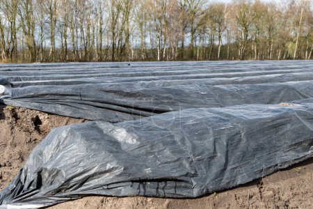Agricultura en los Países Bajos, campos de espárragos blancos cubiertos con película de plástico en primavera, foto del paisaje, Brabante Septentrional