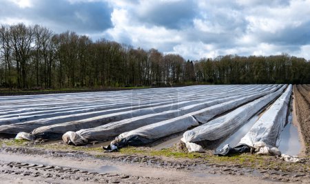 Landwirtschaft in den Niederlanden, weiße Spargelfelder im Frühling mit Plastikfolie bedeckt, Landschaftsbild, Nordbrabant