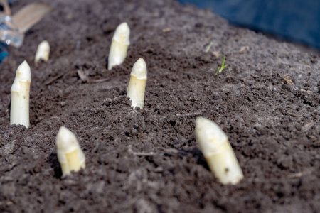 Neue Frühjahrssaison mit weißem Spargelgemüse auf dem Feld erntereif, weiße Spargelköpfe, die auf dem Hof aus dem Boden wachsen, aus nächster Nähe