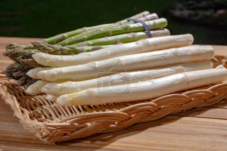 Spring season, new harvest of Dutch, German white and green asparagus, bunch of raw white and green organic asparagus