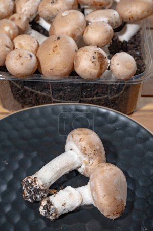 Organic Brown Champignons Pilze aus unterirdischen Höhlen in Kanne, Belgien, Nahaufnahme, vegetarisches Essen