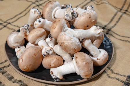 Organic Brown champignons mushrooms from underground caves in Kanne, Belgium, close up, vegetarian food