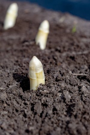 Neue Frühjahrssaison mit weißem Spargelgemüse auf dem Feld erntereif, weiße Spargelköpfe, die auf dem Hof aus dem Boden wachsen, aus nächster Nähe