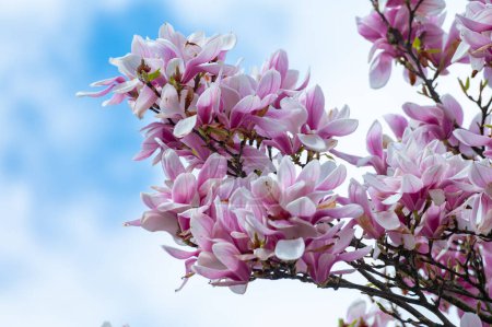 Fleur de printemps rose Magnolia stellata avec de grandes fleurs et de petites feuilles vertes, papier peint fleurs