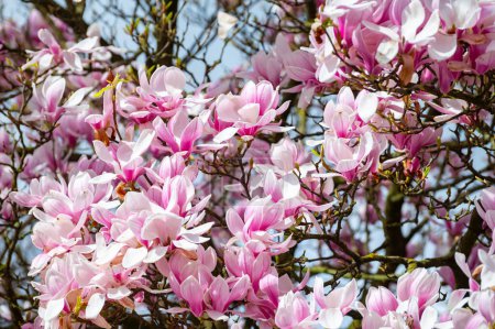 Frühlingsblüte rosa Magnolia stellata mit großen Blüten und kleinen grünen Blättern, Blümchentapete