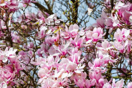 Primavera flor rosa Magnolia stellata con flores grandes y pequeñas hojas verdes, flores papel pintado