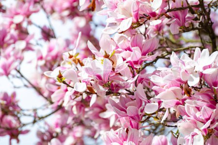 Primavera flor rosa Magnolia stellata con flores grandes y pequeñas hojas verdes, flores papel pintado