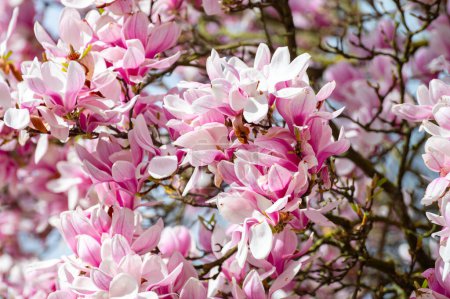 Frühlingsblüte rosa Magnolia stellata mit großen Blüten und kleinen grünen Blättern, Blümchentapete