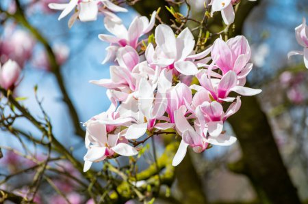 Fleur de printemps rose Magnolia stellata avec de grandes fleurs et de petites feuilles vertes, papier peint fleurs