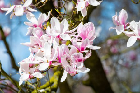 Photo for Spring blossom pink Magnolia stellata with big flowers and small green leaves, flowers wallpaper - Royalty Free Image