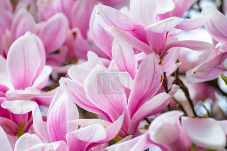 Photo for Spring blossom pink Magnolia stellata with big flowers and small green leaves, flowers wallpaper - Royalty Free Image