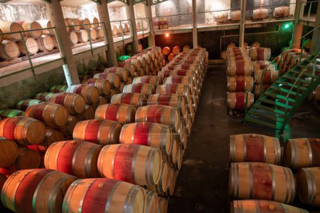 Barricas de madera de roble francés para el envejecimiento del vino tinto en la bodega subterránea, vinificación de la región de Saint-Emilion picking, uvas de vino tinto de clase cru Merlot o Cabernet Sauvignon, Francia, grandes vinos de Burdeos