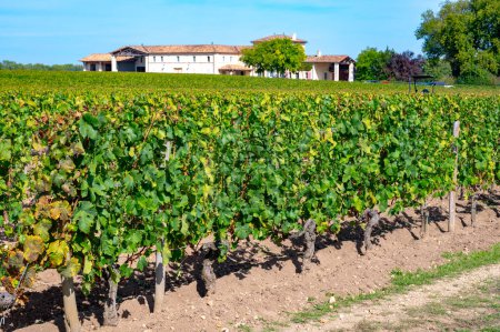Harvest of grapes in Pomerol village, production of red Bordeaux wine, Merlot or Cabernet Sauvignon grapes on cru class vineyards in Pomerol, Saint-Emilion wine making region, France, Bordeaux