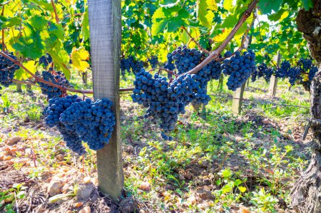 Reife Merlot oder Cabernet Sauvignon Rotweintrauben zur Ernte in Pomerol, Weinanbaugebiet Saint-Emilion, Frankreich, Bordeaux