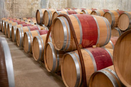 French oak wooden barrels for aging red wine in underground cellar, Saint-Emilion wine making region picking, cru class Merlot or Cabernet Sauvignon red wine grapes, France, great wines of Bordeaux