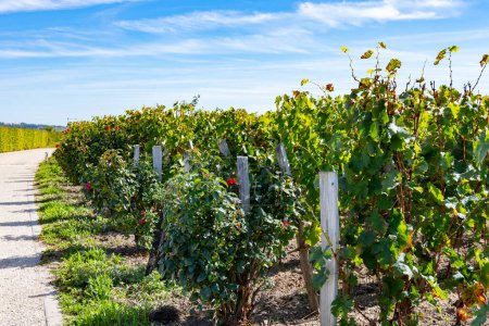 Señal de ciudad en el pueblo de Pomerol, producción de vino tinto de Burdeos, uvas Merlot o Cabernet Sauvignon en viñedos de clase cru en Pomerol, región vinícola de Saint-Emilion, Francia, Burdeos
