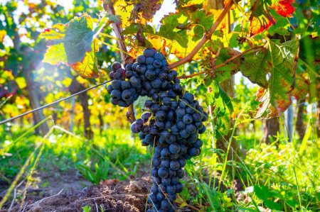 Reife Merlot oder Cabernet Sauvignon Rotweintrauben zur Ernte in Pomerol, Weinanbaugebiet Saint-Emilion, Frankreich, Bordeaux