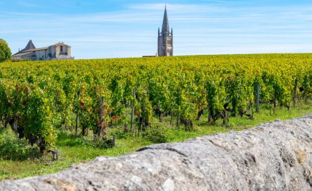 Viñedos cerca de la ciudad de St. Emilion, producción de vino tinto de Burdeos, uvas Merlot o Cabernet Sauvignon en viñedos de clase cru en la región vinícola de Saint-Emilion, Francia, Burdeos en otoño