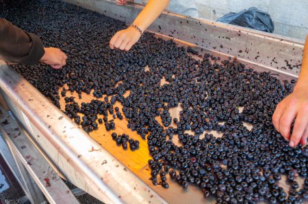 La clasificación, la cosecha trabaja en la región vinícola de Saint-Emilion en la orilla derecha de Burdeos, recogiendo, clasificando con las manos y triturando uvas de vino tinto Merlot o Cabernet Sauvignon, Francia. Vinos tintos de Burdeos.