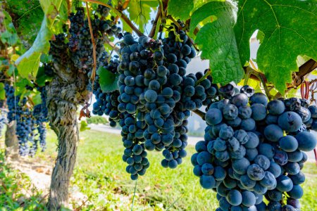 Viñedos cerca de la ciudad de St. Emilion, producción de vino tinto de Burdeos, uvas Merlot o Cabernet Sauvignon en viñedos de clase cru en la región vinícola de Saint-Emilion, Francia, Burdeos en otoño