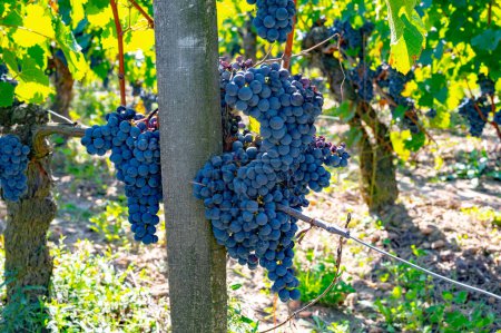 Uvas tintas maduras de Merlot o Cabernet Sauvignon listas para cosechar en Pomerol, región vinícola de Saint-Emilion, Francia, Burdeos