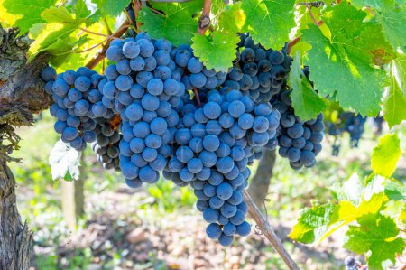 Ripe Merlot or Cabernet Sauvignon red wine grapes ready to harvest in Pomerol, Saint-Emilion wine making region, France, Bordeaux