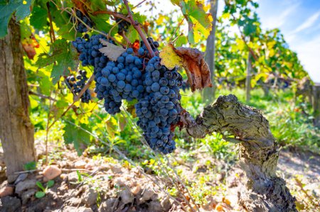 Ripe Merlot or Cabernet Sauvignon red wine grapes ready to harvest in Pomerol, Saint-Emilion wine making region, France, Bordeaux