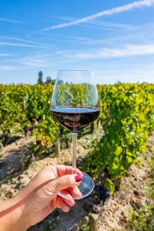Verkostung von Rotwein aus Bordeaux, Merlot oder Cabernet Sauvignon auf Weinbergen der Cru-Klasse in Pomerol, Weinanbaugebiet Saint-Emilion, Frankreich, Bordeaux