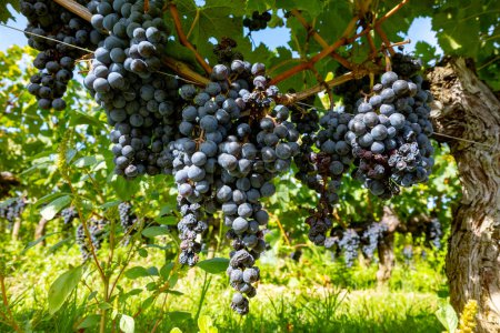 Weinberge in der Nähe der Stadt St. Emilion, Produktion von Rotwein aus Bordeaux, Merlot oder Cabernet Sauvignon Trauben auf Weinbergen der Cru-Klasse in der Weinbauregion Saint-Emilion, Frankreich, Bordeaux im Herbst