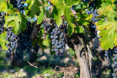 Bunches of ripe red grapes, vineyards near St. Emilion town, production of red Bordeaux wine, Merlot or Cabernet Sauvignon grapes on cru class vineyards in Saint-Emilion wine making region, France, Bordeaux
