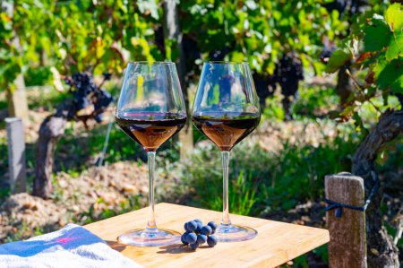 Degustación de vino tinto de Burdeos, Merlot o Cabernet Sauvignon uvas tintas en viñedos de clase cru en Pomerol, región vinícola de Saint-Emilion, Francia, Burdeos