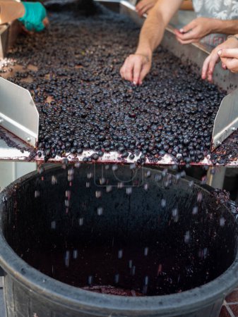 Sorting belt, harvest works in Saint-Emilion wine making region on right bank of Bordeaux, picking, sorting with hands and crushing Merlot or Cabernet Sauvignon red wine grapes, France. Red wines of Bordeaux.