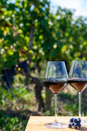 Degustación de vino tinto de Burdeos, Merlot o Cabernet Sauvignon uvas tintas en viñedos de clase cru en Pomerol, región vinícola de Saint-Emilion, Francia, Burdeos