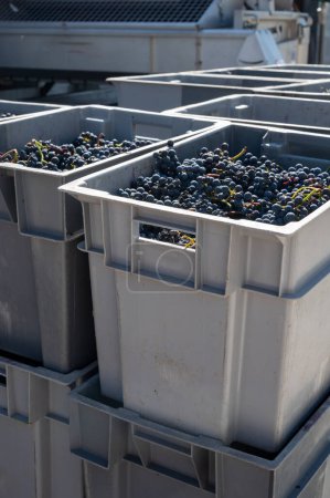 Plastic boxes with grapes, harvest works in Saint-Emilion region, Bordeaux wine making, picking with hands and crushing Merlot or Cabernet Sauvignon red wine grapes, France. Red wines of Bordeaux.