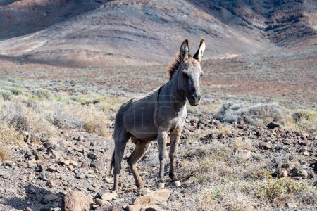 Grey donkey and rocky volcanic landscape of south part of Fuerteventura island, eco farming on Canary islands, Spain