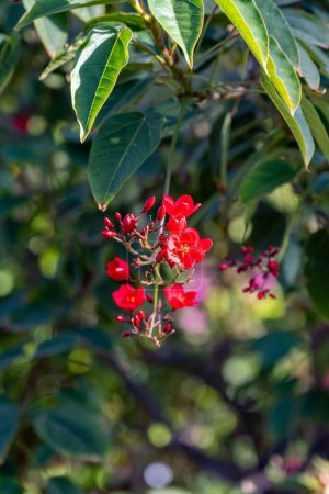 Rote Blüten der Jatropha-Blütengewächse aus der Familie der Wolfsmilchgewächse, Euphorbiaceae, Blüte roter Blüten