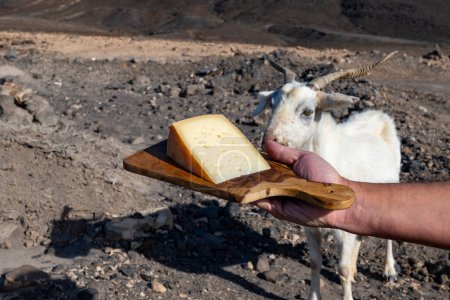 Queso de cabra y cabras en rocas volcánicas secas y laderas en Fuerteventura, Islas Canarias, España en invierno