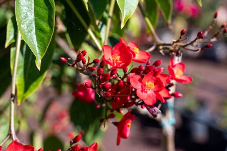 Photo for Red flowers of Jatropha flowering plants in spurge family, Euphorbiaceae, blossom of red flowers - Royalty Free Image