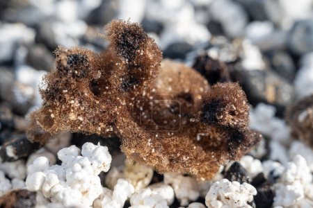 White popcorn shaped corals and sea shells on white corals beach in Corralejo, Fuerteventura, Canary islands, Spain, travel destination in winter