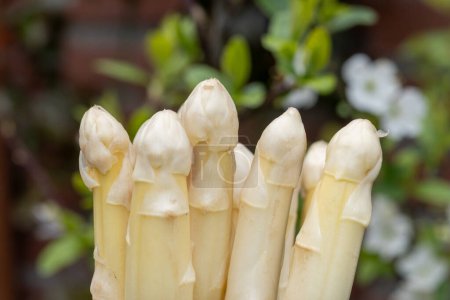Spring season, new harvest of Dutch, German white asparagus, bunch of raw washed and pilled white asparagus and fruit tree blossom on background