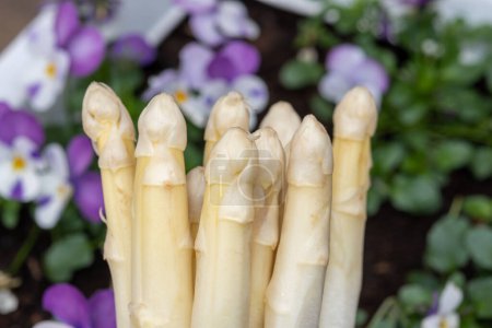 Spring season, new harvest of Dutch, German white asparagus, bunch of raw washed and pilled white asparagus and viola flowers on background