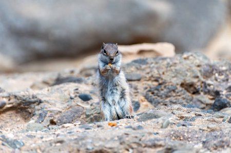 Chipmunk ou écureuil terrestre barbare assis sur des pierres de lave sombres dans les rayons du soleil sur Fuerteventura, Îles Canaries, Espagne en hiver