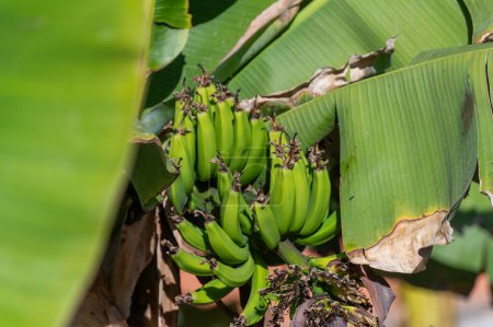 Banana trees plantation with green fruits and flower on La Palma, Canary islands, Spain, close up