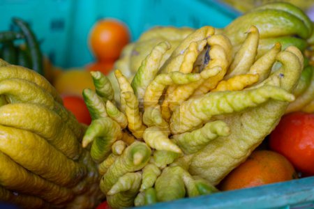 Buddha manos frutas, Citrus medica sarcodactylis, o citrón con dedos variedad de citrón con forma inusual en el mercado de agricultores en Fuerteventura, España