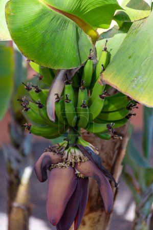 Plantación de plátanos con frutos verdes y flores en La Palma, Islas Canarias, España, de cerca